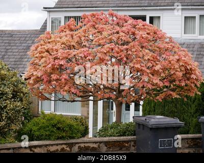 Acer Tree Japanese Maple petit arbre en forme de dôme orange jaune en pleine feuille dans le jardin avant noir bin maison dans arrière-plan Banque D'Images