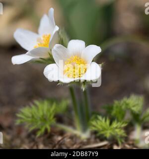 Fleur de pasque (Pulsatilla vulgaris) dans le jardin Banque D'Images