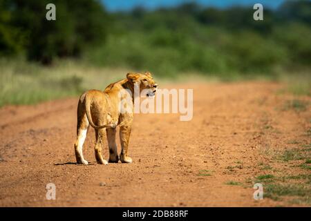 Les lioness cicatrices sont en plein air sur la piste Banque D'Images