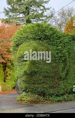 Topiaire de Santo, haie de cèdre avec visage d'homme, Deep Cove, North Vancouver, Colombie-Britannique, Canada Banque D'Images