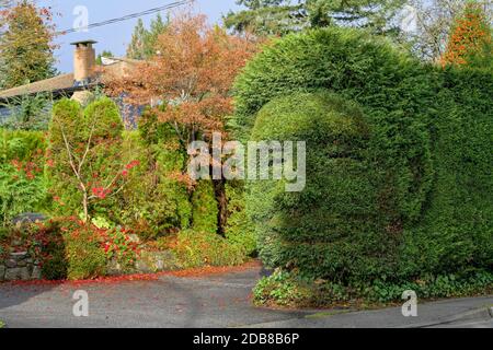 Topiaire de Santo, haie de cèdre avec visage d'homme, Deep Cove, North Vancouver, Colombie-Britannique, Canada Banque D'Images