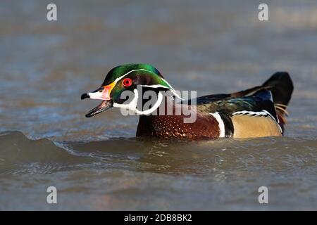 Canard en bois mâle, aix sponsora, qui garde son territoire avec bec ouvert tout en nageant sur l'eau. Animal sauvage appelant dans la nature. En été, vous pourrez piquer des oiseaux Banque D'Images