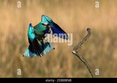 Rouleau européen coloré, coracias garrulus, volant avec lézard vert dans le bec au printemps. Des oiseaux éclatants atterrissent sur une brindille dans la nature depuis la vue de face. Wil Banque D'Images