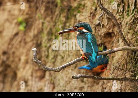 Couple de kingfisher commun, alcedo atthis, en saison de reproduction creusant un coin dans la rive. Une femme assise sur une racine tenant un poisson alors que le mâle est préparai Banque D'Images