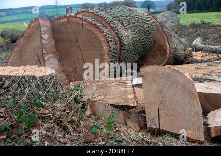 Aylesbury Vale, Buckinghamshire, Royaume-Uni. 16 novembre 2020. Les coupe-arbres sont retournés plus tôt aujourd'hui à l'enceinte de Ditch de la grim HS2 pour couper l'énorme chêne qu'ils ont détruit vendredi. La destruction de cet arbre de référence local a causé beaucoup d'indignation locale car on croit que le chêne avait au moins 300 ans. Il ne se trouvait pas sur le chemin de la liaison ferroviaire à grande vitesse HS2 mais à côté d'un sentier public juste à l'intérieur de l'entrée de l'enceinte temporaire HS2. Crédit : Maureen McLean/Alay Live News Banque D'Images