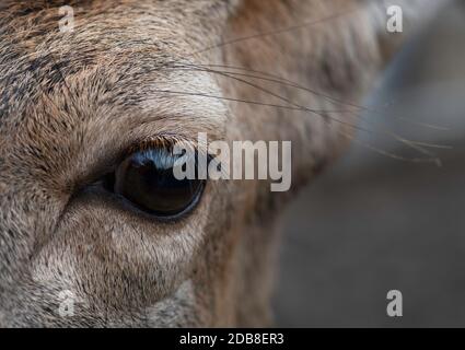 Gros plan d'un oeil de cerf, Lituanie Banque D'Images