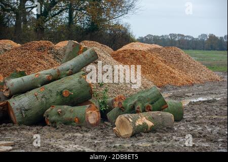 Aylesbury Vale, Buckinghamshire, Royaume-Uni. 16 novembre 2020. Un jour dans la vie de HS2 comme un arbre mûr est abattu et une partie de la forêt de Ditch de Grim est transformée en copeaux de bois. Les habitants de la région qui ont traversé les bois pendant de nombreuses années sont absolument dévastés par cette perte d'habitat de la faune pour la liaison HS2 High Speed Rail de Londres à Birmingham. Crédit : Maureen McLean/Alay Live News Banque D'Images