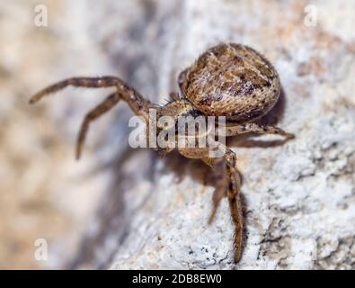 Xysticus cristatus (Familia Thomisidae). Araña parda marrón sobre piedra. Macrofotografía. Madrid Banque D'Images