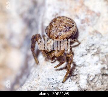 Xysticus cristatus (Familia Thomisidae). Araña parda marrón sobre piedra. Macrofotografía. Madrid Banque D'Images