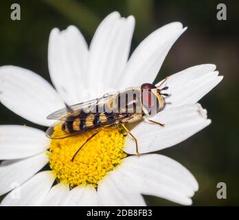 Mosca cernícalo sobre una hoja. Scaeva pyrastri. Sírfidos (syrphidae). Dípteros. Insectos. Artrópodos. Macrofotografía. Sierra de Guadarrama. Madrid. Banque D'Images