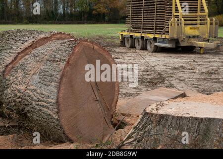 Aylesbury Vale, Buckinghamshire, Royaume-Uni. 16 novembre 2020. Les coupe-arbres sont retournés plus tôt aujourd'hui à l'enceinte de Ditch de la grim HS2 pour couper l'énorme chêne qu'ils ont détruit vendredi. La destruction de cet arbre de référence local a causé beaucoup d'indignation locale car on croit que le chêne avait au moins 300 ans. Il ne se trouvait pas sur le chemin de la liaison ferroviaire à grande vitesse HS2 mais à côté d'un sentier public juste à l'intérieur de l'entrée de l'enceinte temporaire HS2. Crédit : Maureen McLean/Alay Live News Banque D'Images