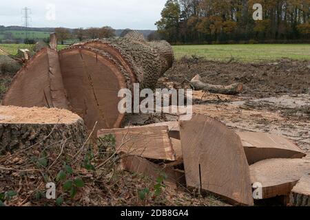 Aylesbury Vale, Buckinghamshire, Royaume-Uni. 16 novembre 2020. Les coupe-arbres sont retournés plus tôt aujourd'hui à l'enceinte de Ditch de la grim HS2 pour couper l'énorme chêne qu'ils ont détruit vendredi. La destruction de cet arbre de référence local a causé beaucoup d'indignation locale car on croit que le chêne avait au moins 300 ans. Il ne se trouvait pas sur le chemin de la liaison ferroviaire à grande vitesse HS2 mais à côté d'un sentier public juste à l'intérieur de l'entrée de l'enceinte temporaire HS2. Crédit : Maureen McLean/Alay Live News Banque D'Images