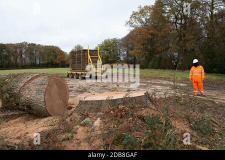 Aylesbury Vale, Buckinghamshire, Royaume-Uni. 16 novembre 2020. Les coupe-arbres sont retournés plus tôt aujourd'hui à l'enceinte de Ditch de la grim HS2 pour couper l'énorme chêne qu'ils ont détruit vendredi. La destruction de cet arbre de référence local a causé beaucoup d'indignation locale car on croit que le chêne avait au moins 300 ans. Il ne se trouvait pas sur le chemin de la liaison ferroviaire à grande vitesse HS2 mais à côté d'un sentier public juste à l'intérieur de l'entrée de l'enceinte temporaire HS2. Crédit : Maureen McLean/Alay Live News Banque D'Images