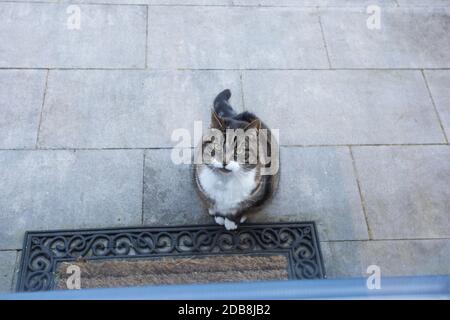 Chat gris mignon devant la porte visible à travers la fenêtre attendant que quelqu'un s'ouvre Banque D'Images