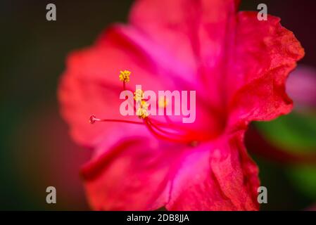 Four o'clock rouge fleur (Mirabilis Jalapa) macro shot Banque D'Images