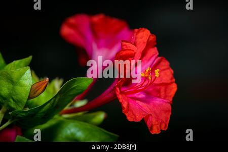 Four o'clock rouge fleur (Mirabilis Jalapa) macro shot Banque D'Images