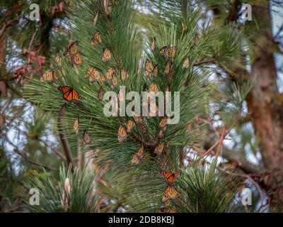 Un roost de Monarch Butterflies dans un arbre pendant leur migration annuelle au Mexique. Banque D'Images