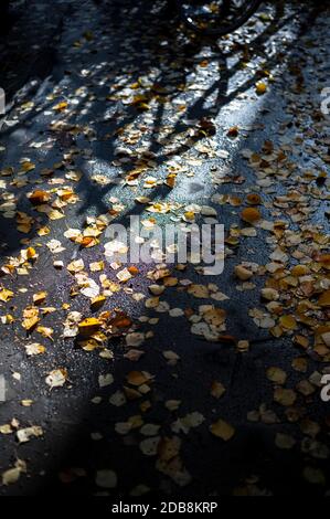 En regardant vers le bas les feuilles jaunes d'automne éparpillées sur un mouillé chaussée avec vélos à l'ombre Banque D'Images