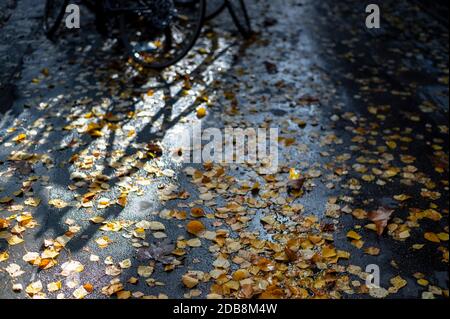 En regardant vers le bas les feuilles jaunes d'automne éparpillées sur un mouillé chaussée avec vélos à l'ombre Banque D'Images