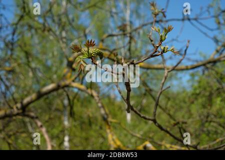 Branche de noyer et arbre au printemps Banque D'Images