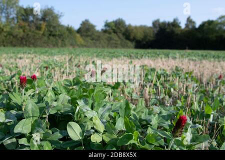 Trèfle cramoisi organique (Trifolium incarnatum) floraison amonng bio céréales récolte de chaume Banque D'Images