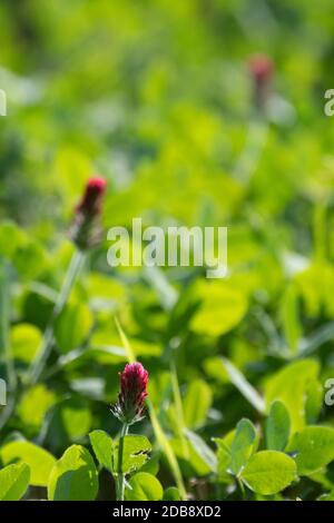 Trèfle cramoisi organique (Trifolium incarnatum) floraison amonng bio céréales récolte de chaume Banque D'Images