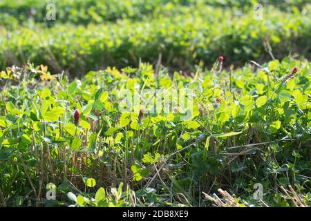 Trèfle cramoisi organique (Trifolium incarnatum) floraison amonng bio céréales récolte de chaume Banque D'Images