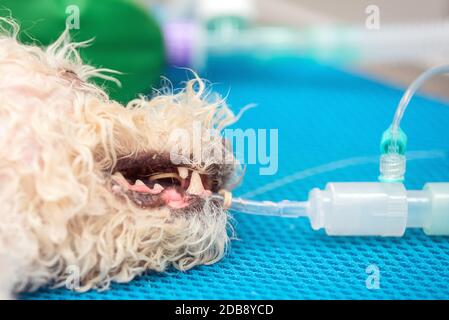 Chien en salle d'opération de intubés clinique vétérinaire . Banque D'Images