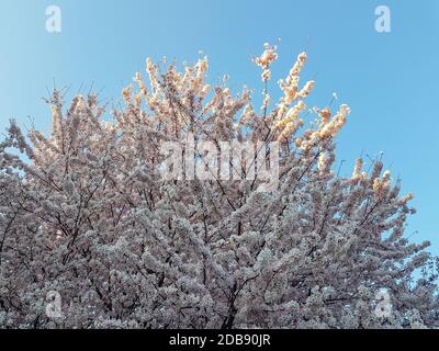 Arbre rempli de fleurs de cerisier et ciel bleu clair Banque D'Images