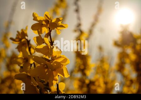Forsythia avec fleurs jaunes dans le dos éclairé Banque D'Images