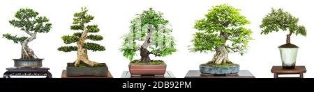 Bonsai arbres à feuilles caduques lors d'une exposition blanc isolé Banque D'Images