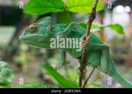 le caméléon voilé est suspendu sur la tige de l'arbre Banque D'Images
