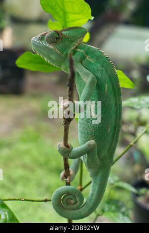 le caméléon voilé est suspendu sur la tige de l'arbre Banque D'Images