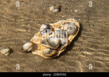 Les coques sous l'eau courante sur des fonds marins - espèces de palourdes de mer comestibles Banque D'Images