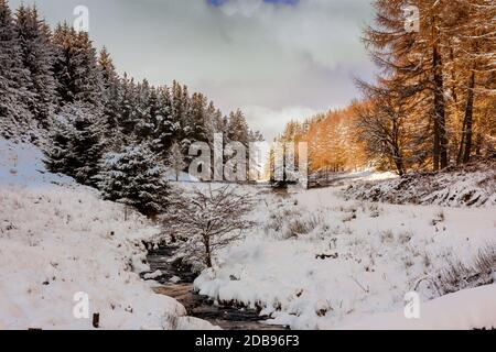 Magnifique paysage forestier couvert de neige au sud du pays de Galles, Royaume-Uni Banque D'Images