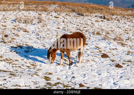 Poney sauvage de la montagne galloise paître dans la neige en hauteur Landes dans les balises de Brecon Banque D'Images