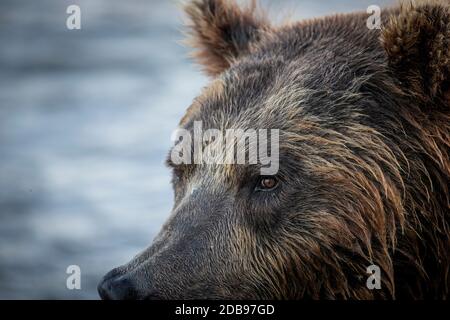 Gros plan de la tête de l'ours brun (Ursus arctos), lac Kurile, péninsule de Kamchatka, Russie Banque D'Images