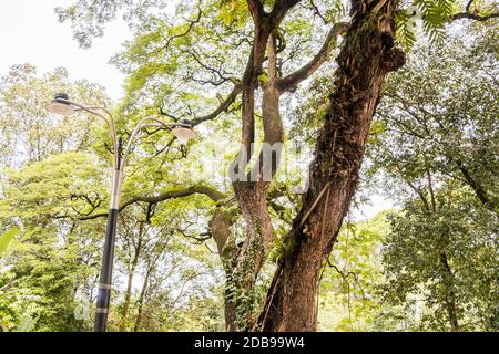 Arbre tropical grand et cultivé au milieu de la grande ville de Kuala Lumpur, Malaisie. Banque D'Images