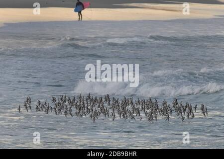 Pacific Grove, Californie, États-Unis. 26 novembre 2020. Sanderling se fait une folie au bord de l'eau. Crédit : Rory Merry/ZUMA Wire/Alamy Live News Banque D'Images