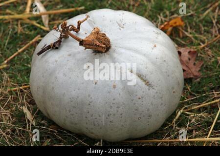 Citrouille grise de prince héritier variété de Cucurbita maxima, avec herbe et feuilles en arrière-plan. Banque D'Images