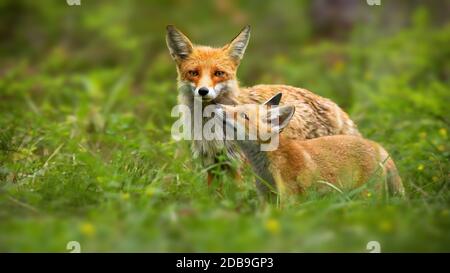 Famille de renards rouges, de vulpes vulpes, de mères et de jeunes cub touchant le nez dans la nature verte de l'été. Interaction étroite entre la femme mammifère adulte et h Banque D'Images