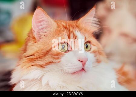 Portrait d'un chat rouge assez adulte surpris Banque D'Images