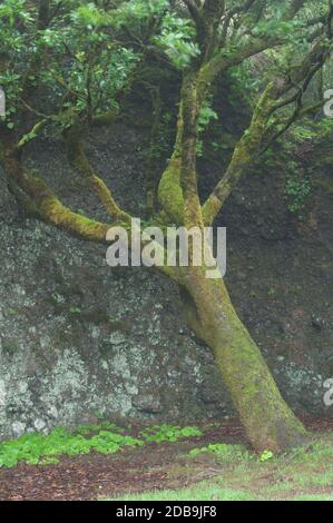 Firetree Myrica faya répliquant le célèbre Garoe Holy Tree tombé par une tempête en 1610. Valverde. El Hierro. Îles Canaries. Espagne. Banque D'Images