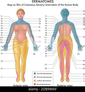 Carte sur la peau de l'innervation sensorielle cutanée de l'humain Corps Illustration de Vecteur
