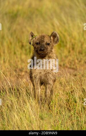 L'hyena cub à pois est en herbe Banque D'Images