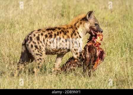 Des promenades en hyène à pois portant la carcasse sur la savane Banque D'Images