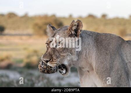 Lion juvénile transportant une tortue dans le parc transfrontalier de Kgalagadi Banque D'Images
