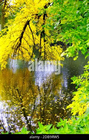 Branche d'un arbre à feuilles caduques avec des feuilles d'automne en jaune vif pend sur une rivière Banque D'Images