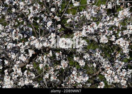 Fleurs d'amandiers, province d'Alicante, Costa Blanca, Espagne Banque D'Images