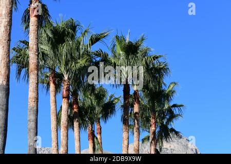 Feuilles de palmier dans la province d'Alicante, Costa Blanca Banque D'Images